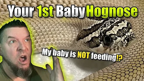 Your first baby Western Hognose snake (My baby is NOT feeding!?)