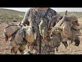Chasse Perdrix et lievre 2020 hunting partridge rabbit hunting/tavşan avı