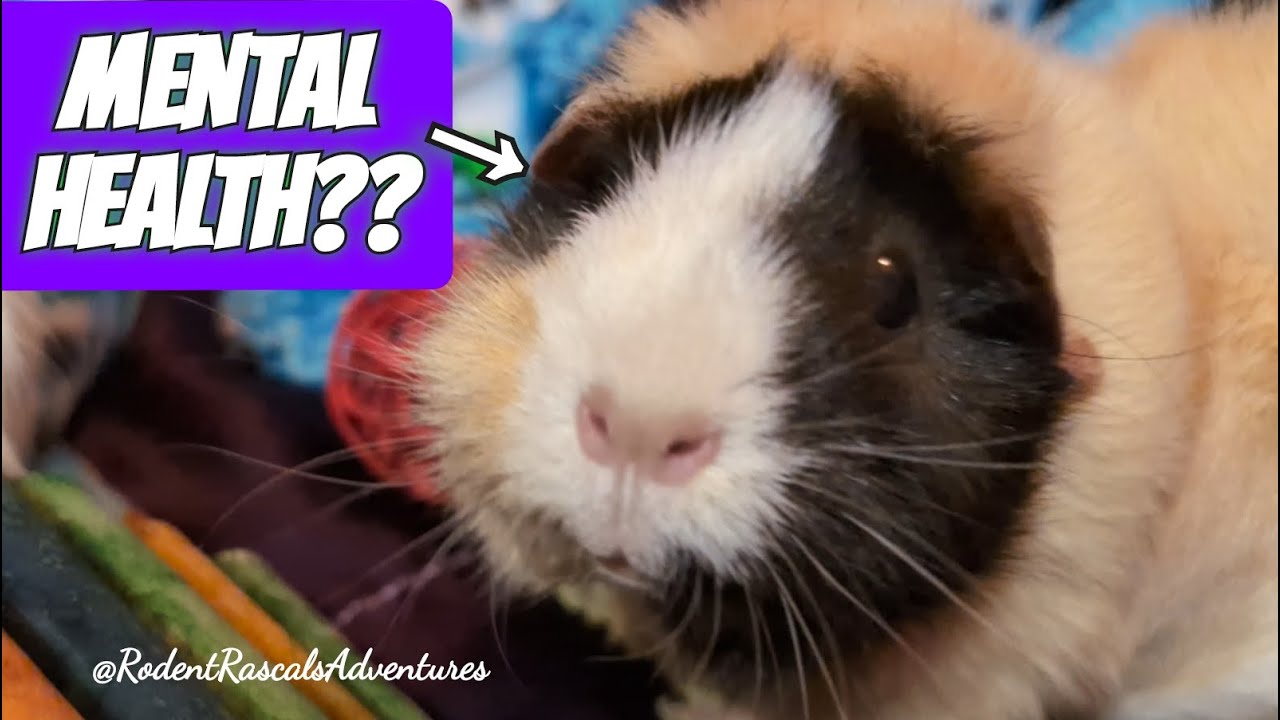 Image showcasing Guinea Pigs talk Mental Health #guineapigcare - YouTube