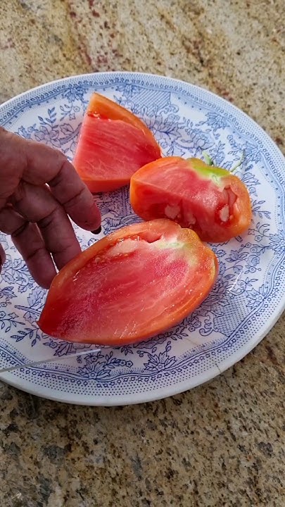 ТОМАТ "Минусинские стаканы"!🍅#огород #томаты #помидоры #дача #советы # ...