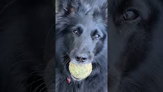 My Belgian Sheepdog is obsessed with tennis balls!