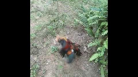 ตีแหกษา ไก่ต่อ สุราษ