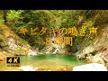 キビタキの鳴き声８時間　優しい水の音　綺麗な自然の風景　野鳥の声と自然の風景でリラックスの８時間　あなたがこの泉に落とした物は金の斧？　それとも夢？　プライド？　正直者には特別に癒しを差し上げます