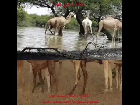 وادي هور محمد نهار