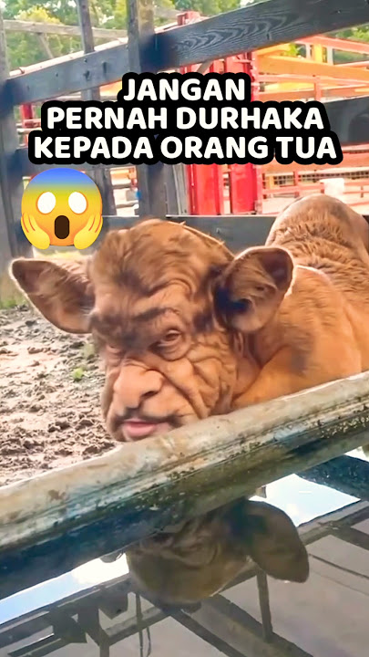 🚨 JANGAN DURHAKA PADA ORANG TUA!