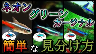 簡単解説 ネオンテトラ グリーンネオン カージナルテトラ何が違うの どう見分けるの 新1cmの水草水槽part10 アクアリウム 小型魚 熱帯魚 初心者向け Youtube