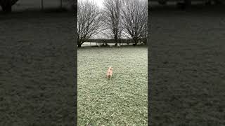 Frosty herding by James Bell 20,305 views 3 years ago 1 minute, 8 seconds