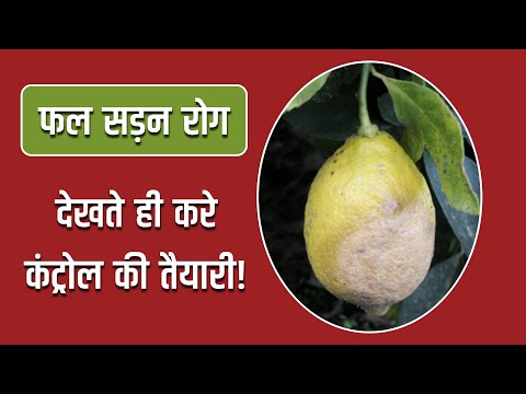 फल सड़न रोग का लक्षण एवं नियंत्रण!  - फल सड़न रोग का लक्षण एवं नियंत्रण! 