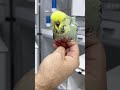 فتح عش البادجي انجليزي للمربي البحريني فيصل العازمي Budgies 
