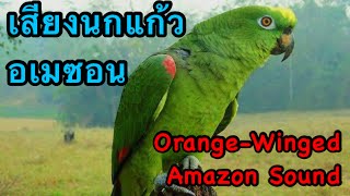 เสียงนกแก้วอเมซอน Orange-Winged Amazon Sound