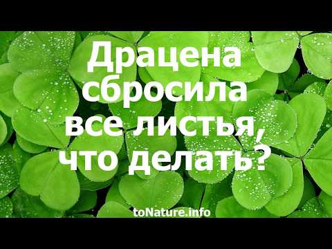 Драцена сбросила все листья, что делать?