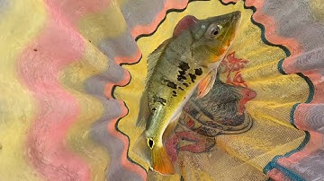 Câu cá hoang dã | Câu cá Hoàng Đế trên Đập Trị An| Mã Đà, Vĩnh Cửu, Đồng Nai ( ngày trở lại)