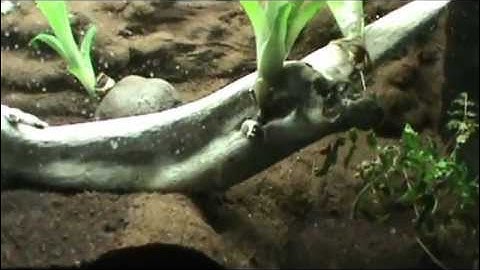 40 gal. long dart frog viv. 7