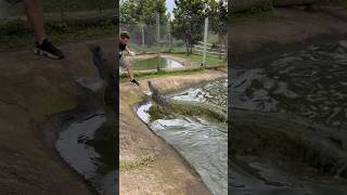 Would you feed this croc!!!