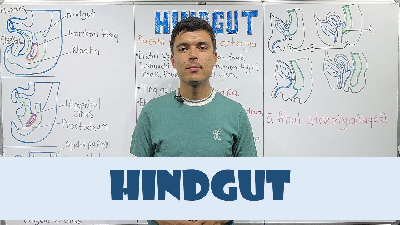 Hindgut