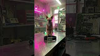 Wired Instinct: The Cyber-Sphynx Chronicles 🐈‍⬛⚡🐟🐟