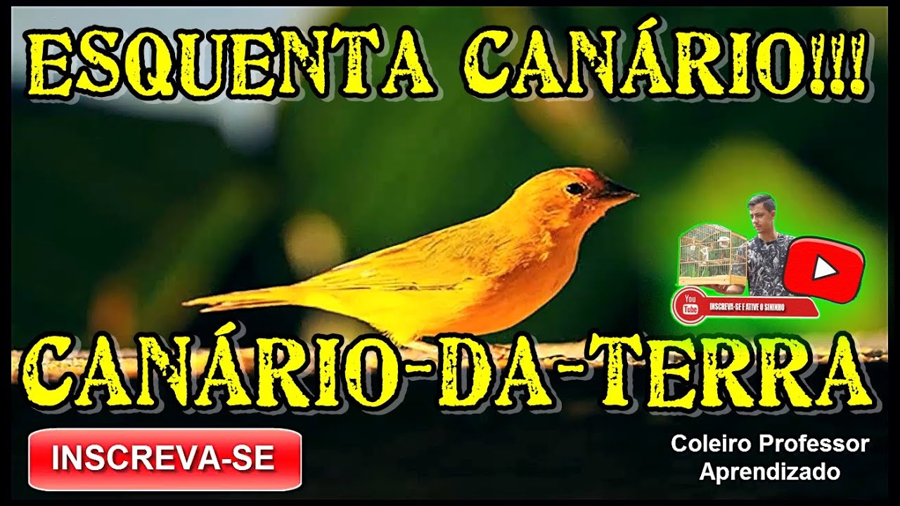 Canto De Canário Da Terra Para Foguear Canario Da Terra Esquentando Em 3 2 1 Manejo Top Pra Foguear Seu Canario Youtube