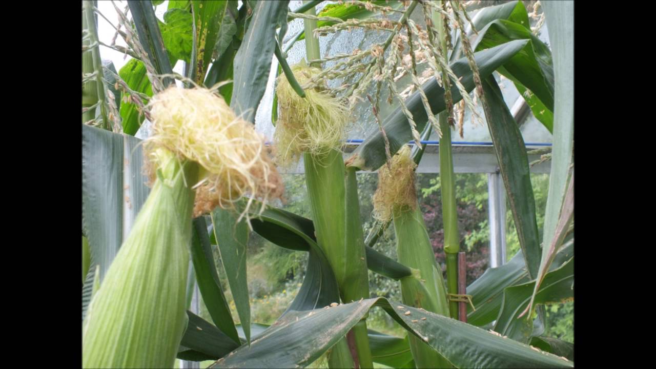 Growing Sweetcorn in a greenhouse Part 5 Now the wait YouTube