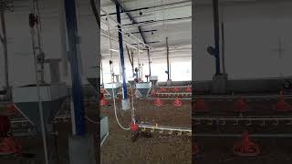 Sistema de ventilación  y nebulisado de un galpon avicola