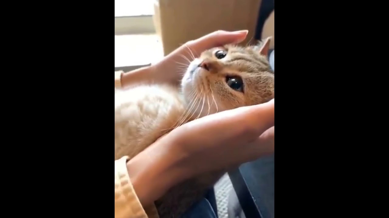 The world of cats YouTube