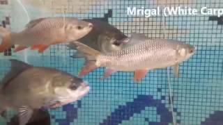 Catla and Mrigal Fish in Aquarium -By Video Scrolls