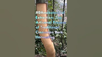 The Process of Traditional Cinnamon Bark Harvesting- Good tools and machinery can simplify Tasks