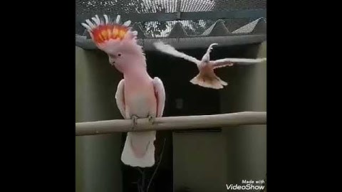 أجمل مقاطع عبد الباسط عبد الصمد سورة الكهف حالات واتس اب