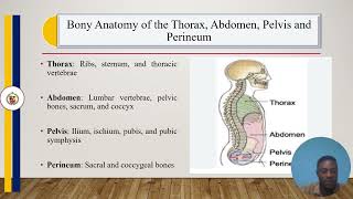 Ana 204 Anatomy Of Thorax, Abdomen, Pelvis And Perinium