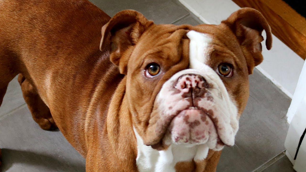 Olde English Bulldogge Puppy Update! 7 Months Old YouTube