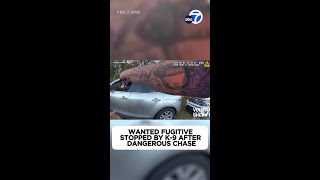 Wanted fugitive stopped by K-9 after dangerous chase