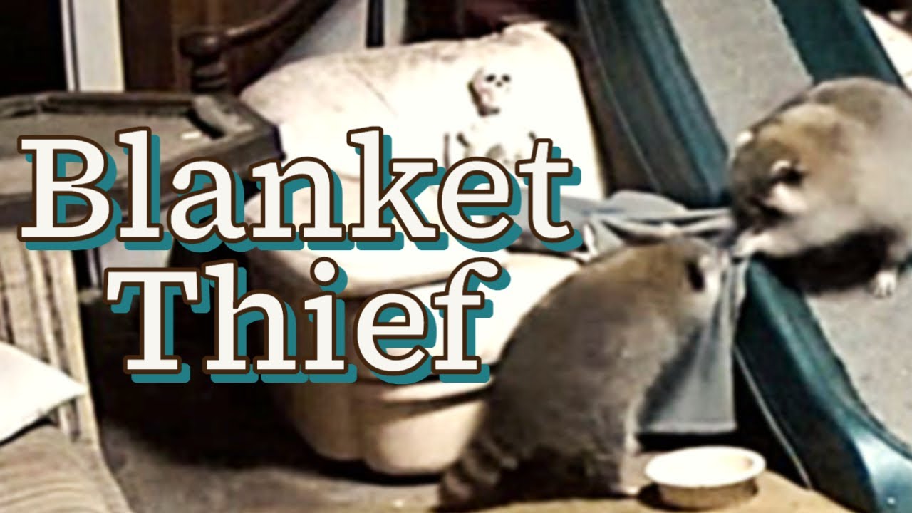 Cold Night for Skelly - Raccoon Steals Skelly’s Blanket - YouTube