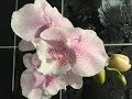 Двадцать орхидей с названиями, Каода, Стюартиана, Каменная роза и тд и тп))))