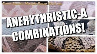 Anery Corn Snake COMBINATION morphs! Part 1: Anery+1