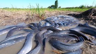 amazing fishing! a fisherman catch a lot of catfish at field when little water