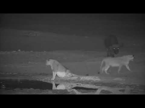 Buffalo Chases Lionesses | Ranger Insights