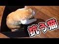 むしゃくしゃしたので猫を引き摺り回してみた