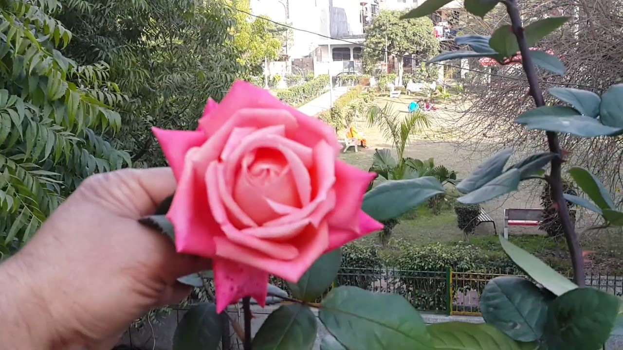 Rose Plants For Sale in Delhi YouTube