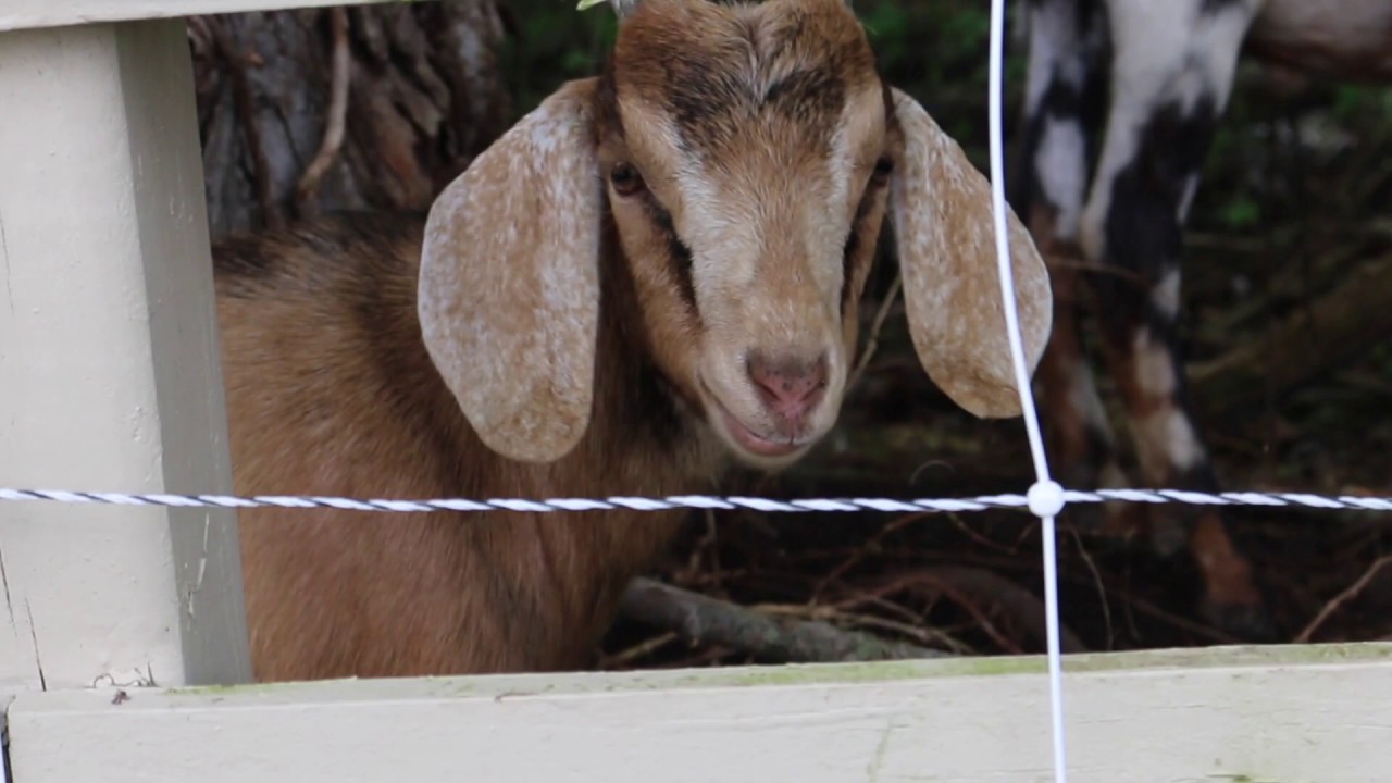 Targeted Grazing and Goats with Kaitlin Hossom