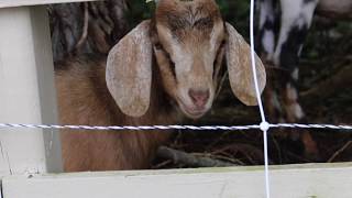 Targeted Grazing and Goats with Kaitlin Hossom