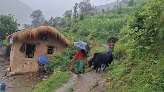 Download Lagu The Best Himalayan Rural Village Activity into Rain | Beautiful Nature With Rural Documentary Video MP3