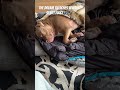 Polish twitching and moving in his sleep before the dream woofs start 🐶💤