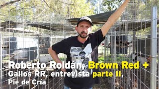 Roberto Roldán, Brown Red +, RR Roosters, interview part II, Official Breeding Stock
