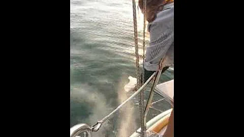 Zulema N. Pineda Coastal Sunset Memorial aboard th...