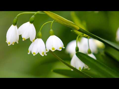 Video: Flower bulbs and their names