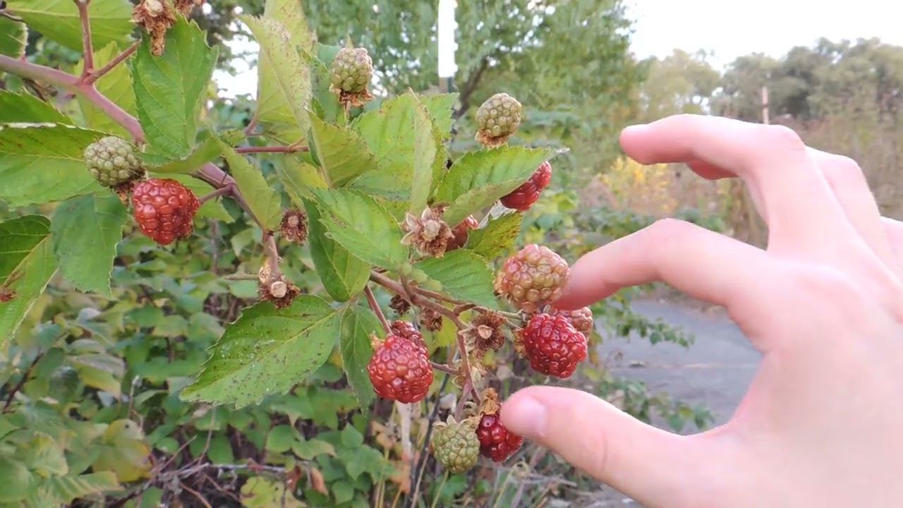 Raising Money for Community Orchards!