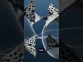 Whale Crosses the World Daily Trends MAY 20th