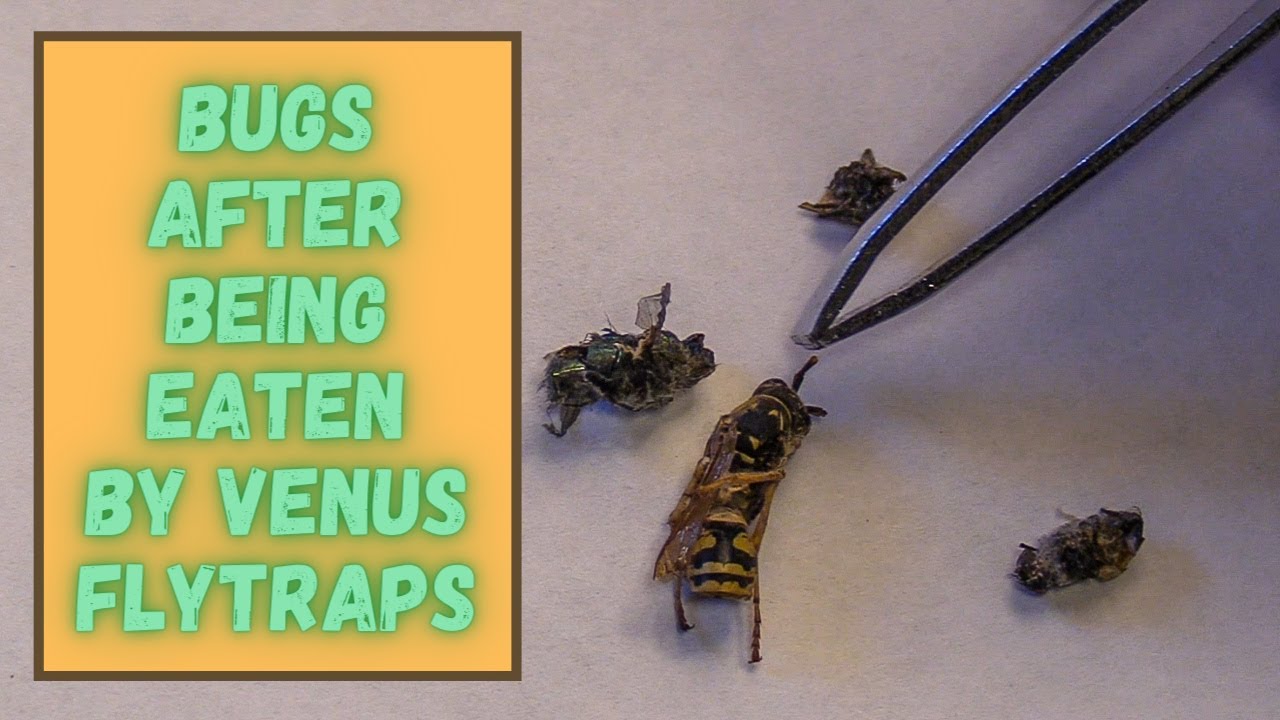 Do Venus flytraps like dead bugs?