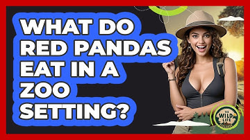 What Do Red Pandas Eat In A Zoo Setting? - The Wild Life Explorer