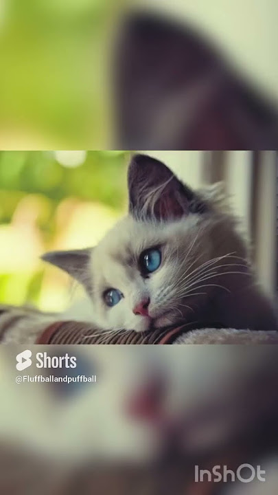 #cats only love can hurt like this 💔