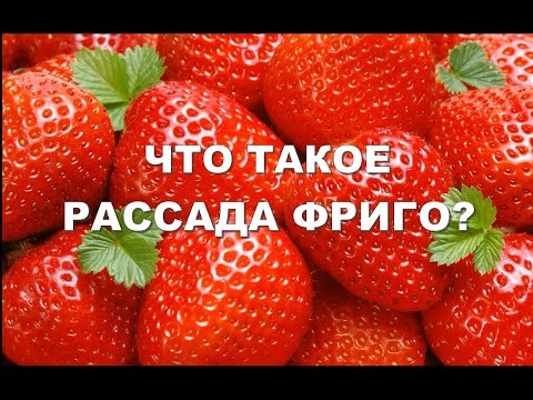 ЧТО ТАКОЕ РАССАДА